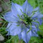 500+LOVE IN A MIST Flower Seeds RED WHITE BLUE Blooms Dried/Fresh Arrangements