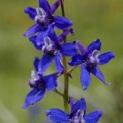 USA Seller WESTERN/FOOTHILL LARKSPUR 100 Seeds Native Wildflower Blue/Purple Flower