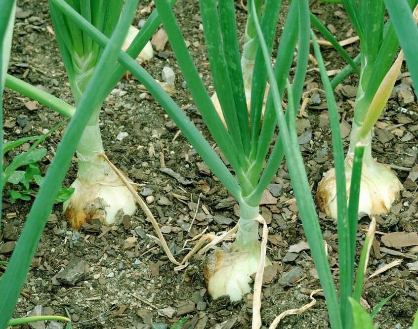 200+WALLA WALLA ONION Seeds Organic Non-GMO Heirloom Long Day Variety 115 Days