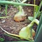 200+WALLA WALLA ONION Seeds Organic Non-GMO Heirloom Long Day Variety 115 Days