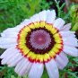 200+Chrysanthemum Tri-Color PAINTED DAISY Seeds Garden/Patio Containers Annual