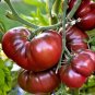 50+BLACK BRANDYWINE TOMATO Seeds Organic American Heirloom Garden/ Seeds USA Seller