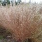 1OZ=12000 LITTLE BLUESTEM Seeds American Native Prairie Grass Ornamental 36"Tall