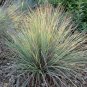1OZ=12000 LITTLE BLUESTEM Seeds American Native Prairie Grass Ornamental 36"Tall