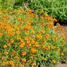 300+ENGLISH WALLFLOWER Seeds Groundcover Boarders Containers Spring/Fall Garden