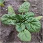 200+GIANT NOBEL SPINACH Seeds Organic Non-GMO Spring/Fall Garden/Patio Container