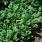 200+GIANT NOBEL SPINACH Seeds Organic Non-GMO Spring/Fall Garden/Patio Container
