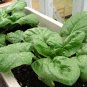 200+GIANT NOBEL SPINACH Seeds Organic Non-GMO Spring/Fall Garden/Patio Container