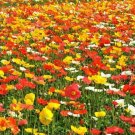 3000+CORN Field POPPY MIX Flower Seeds Salmon-White-Orange-Scarlet-Pink Blooms