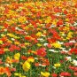 3000+CORN Field POPPY MIX Flower Seeds Salmon-White-Orange-Scarlet-Pink Blooms