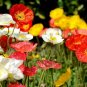 3000+CORN Field POPPY MIX Flower Seeds Salmon-White-Orange-Scarlet-Pink Blooms