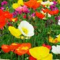 3000+CORN Field POPPY MIX Flower Seeds Salmon-White-Orange-Scarlet-Pink Blooms