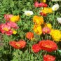 3000+CORN Field POPPY MIX Flower Seeds Salmon-White-Orange-Scarlet-Pink Blooms