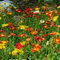 3000+CORN Field POPPY MIX Flower Seeds Salmon-White-Orange-Scarlet-Pink Blooms