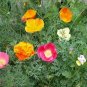3000+CORN Field POPPY MIX Flower Seeds Salmon-White-Orange-Scarlet-Pink Blooms