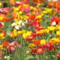 3000+CORN Field POPPY MIX Flower Seeds Salmon-White-Orange-Scarlet-Pink Blooms
