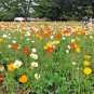 3000+CORN Field POPPY MIX Flower Seeds Salmon-White-Orange-Scarlet-Pink Blooms
