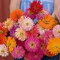 1200+GIANT CACTUS ZINNIA MIX Flower Seeds 5" Blooms 6 COLORS Butterfly Garden