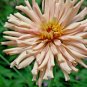 1200+GIANT CACTUS ZINNIA MIX Flower Seeds 5" Blooms 6 COLORS Butterfly Garden