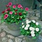 400+ENGLISH DAISY MIX Flower Seeds European Wildflower Early Blooms Groundcover