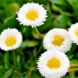 400+ENGLISH DAISY MIX Flower Seeds European Wildflower Early Blooms Groundcover