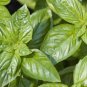 300+ITALIAN LARGE LEAF BASIL Seeds Organic NON-GMO Pesto Herb Garden/Container