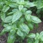 300+ITALIAN LARGE LEAF BASIL Seeds Organic NON-GMO Pesto Herb Garden/Container