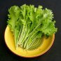 600+SOUTHERN GIANT CURLED MUSTARD GREENS Seeds Organic Non-Gmo Garden/Containers