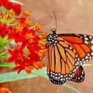 200+BLOOD FLOWER Seeds Tropical Scarlet Milkweed Wildflower Monarch Butterflies