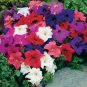 4000+DWARF PETUNIA MIX Flower Seeds Garden/Containers Hanging Baskets Window Box