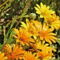 201+AFRICAN DAISY Seeds Yellow Orange Drought Heat Tolerant Garden/Containers