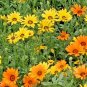 201+AFRICAN DAISY Seeds Yellow Orange Drought Heat Tolerant Garden/Containers