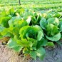 600+BIB BUTTERCRUNCH LETTUCE Seeds Organic Non-GMO Microgreens Garden/Containers