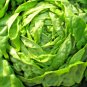 600+BIB BUTTERCRUNCH LETTUCE Seeds Organic Non-GMO Microgreens Garden/Containers