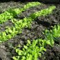600+BIB BUTTERCRUNCH LETTUCE Seeds Organic Non-GMO Microgreens Garden/Containers