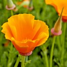 1 OZ=15001+ORANGE CALIFORNIA POPPY Flower Seeds Native Flower Garden  Seeds USA Seller