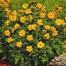 1OZ 4000+DWARF GOLD COSMOS(Lady Bird)Flower Seeds16" Tall Blooms Summer to Fall