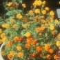 1OZ 4000+DWARF GOLD COSMOS(Lady Bird)Flower Seeds16" Tall Blooms Summer to Fall