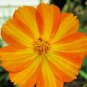 1OZ 4000+DWARF GOLD COSMOS(Lady Bird)Flower Seeds16" Tall Blooms Summer to Fall