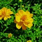 1OZ 4000+DWARF GOLD COSMOS(Lady Bird)Flower Seeds16" Tall Blooms Summer to Fall