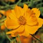 1OZ 4000+DWARF GOLD COSMOS(Lady Bird)Flower Seeds16" Tall Blooms Summer to Fall