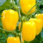 100+SUNBRIGHT YELLOW SWEET BELL PEPPER Seeds Non-Gmo Organic Garden/ Seeds USA Seller