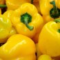 100+SUNBRIGHT YELLOW SWEET BELL PEPPER Seeds Non-Gmo Organic Garden/ Seeds USA Seller