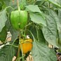 100+SUNBRIGHT YELLOW SWEET BELL PEPPER Seeds Non-Gmo Organic Garden/ Seeds USA Seller