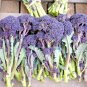 200+EARLY PURPLE SPROUTING BROCCOLI Seeds Organic Non-Gmo Garden/Patio Container