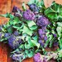200+EARLY PURPLE SPROUTING BROCCOLI Seeds Organic Non-Gmo Garden/Patio Container