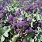 200+EARLY PURPLE SPROUTING BROCCOLI Seeds Organic Non-Gmo Garden/Patio Container