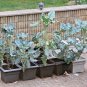 200+EARLY PURPLE SPROUTING BROCCOLI Seeds Organic Non-Gmo Garden/Patio Container