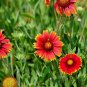 1000+INDIAN BLANKET FLOWER Seeds American Native Wildflower Butterflies Garden