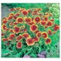 1000+INDIAN BLANKET FLOWER Seeds American Native Wildflower Butterflies Garden